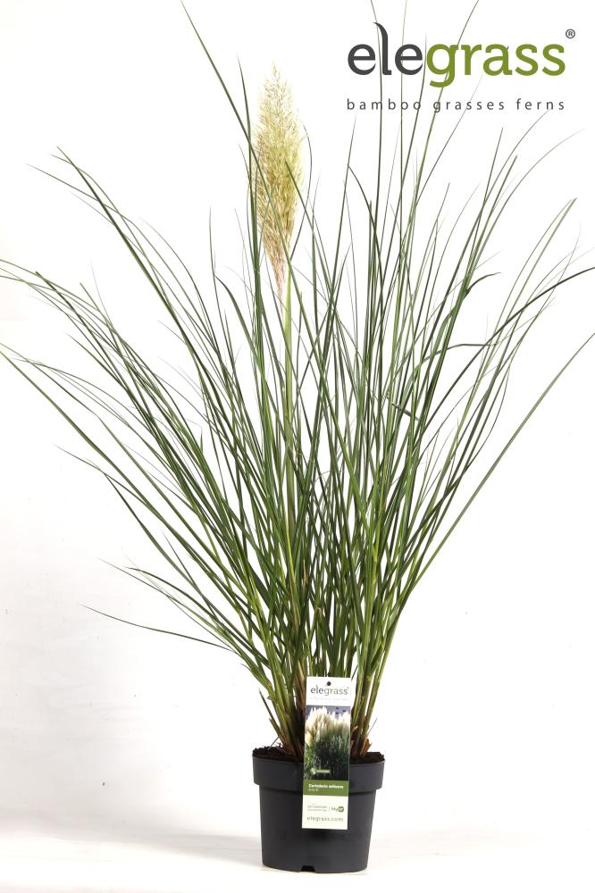 cortaderia