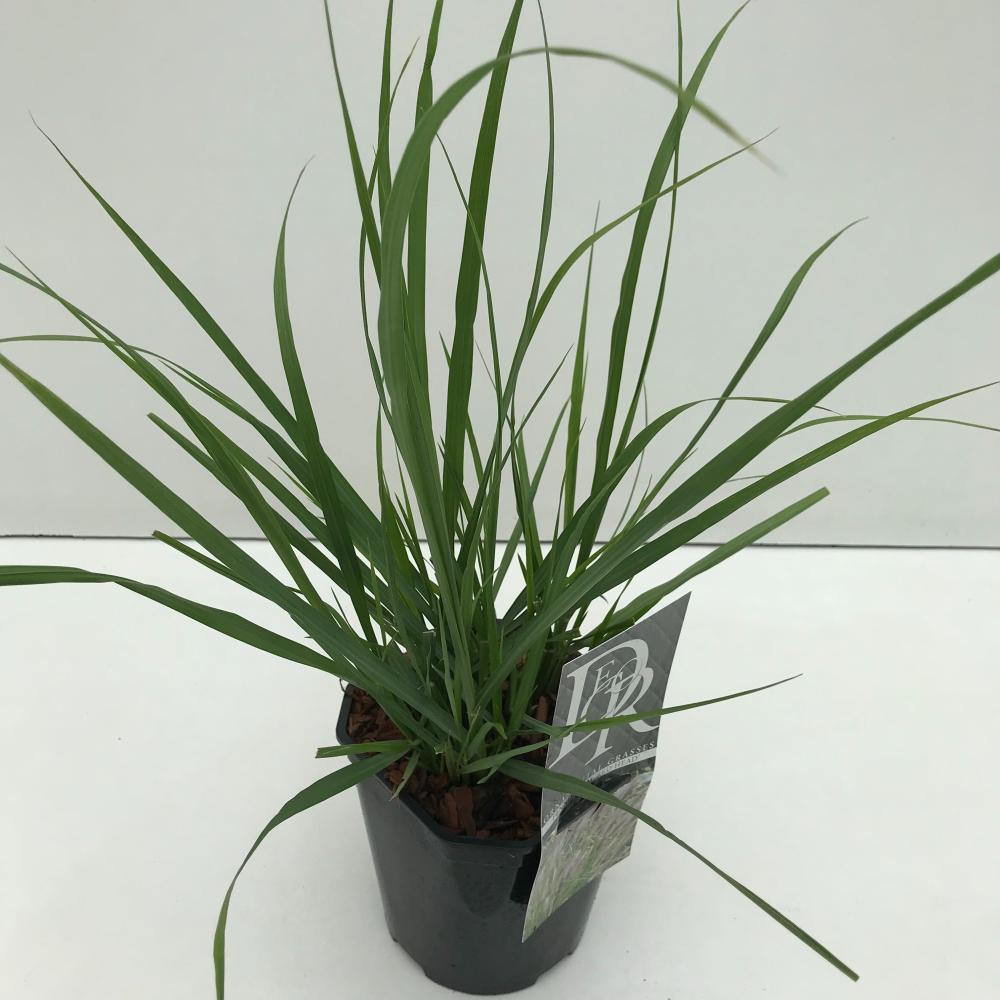 pennisetum
