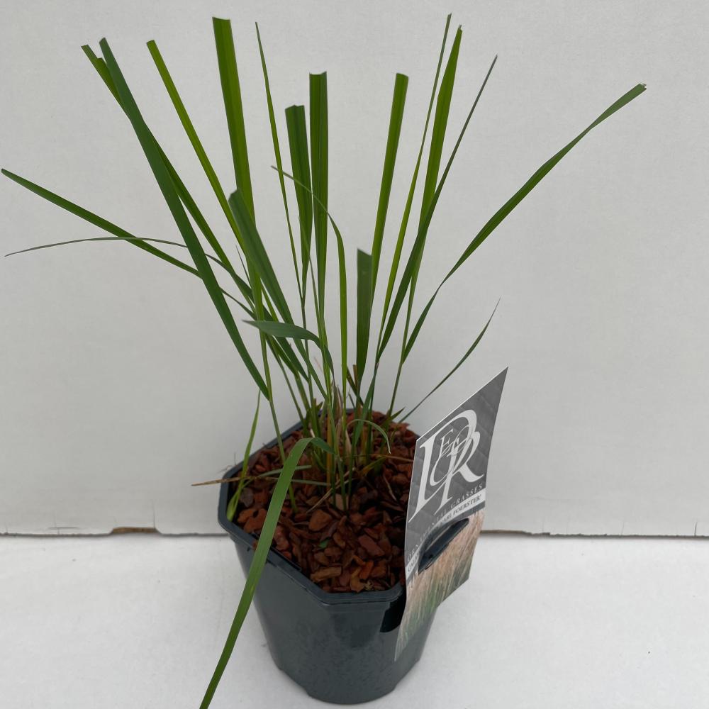 calamagrostis