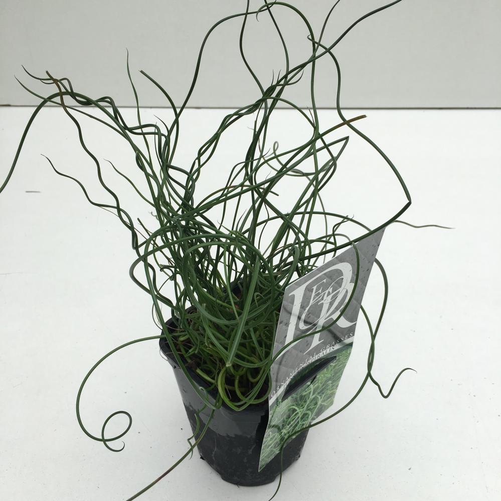 Juncus