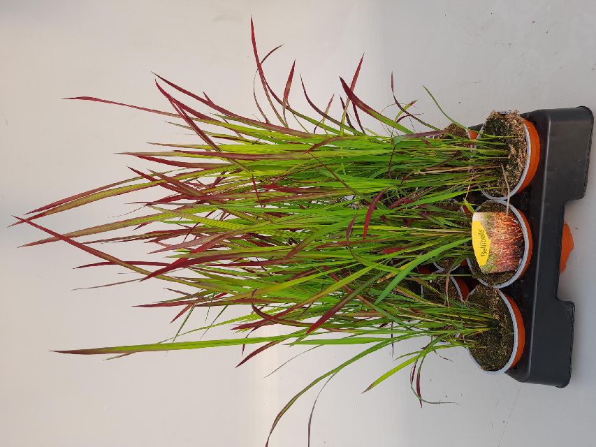 imperata