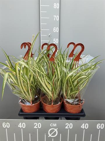 Chlorophytum