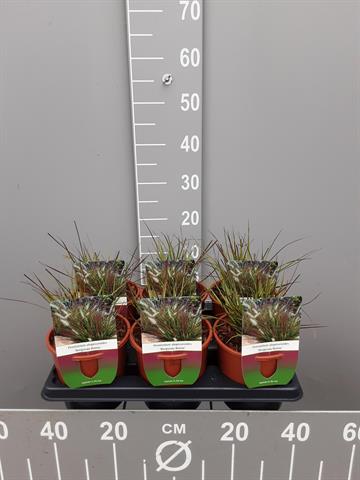 pennisetum