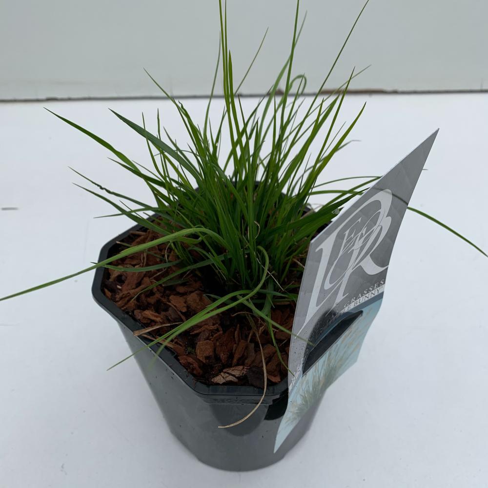 pennisetum