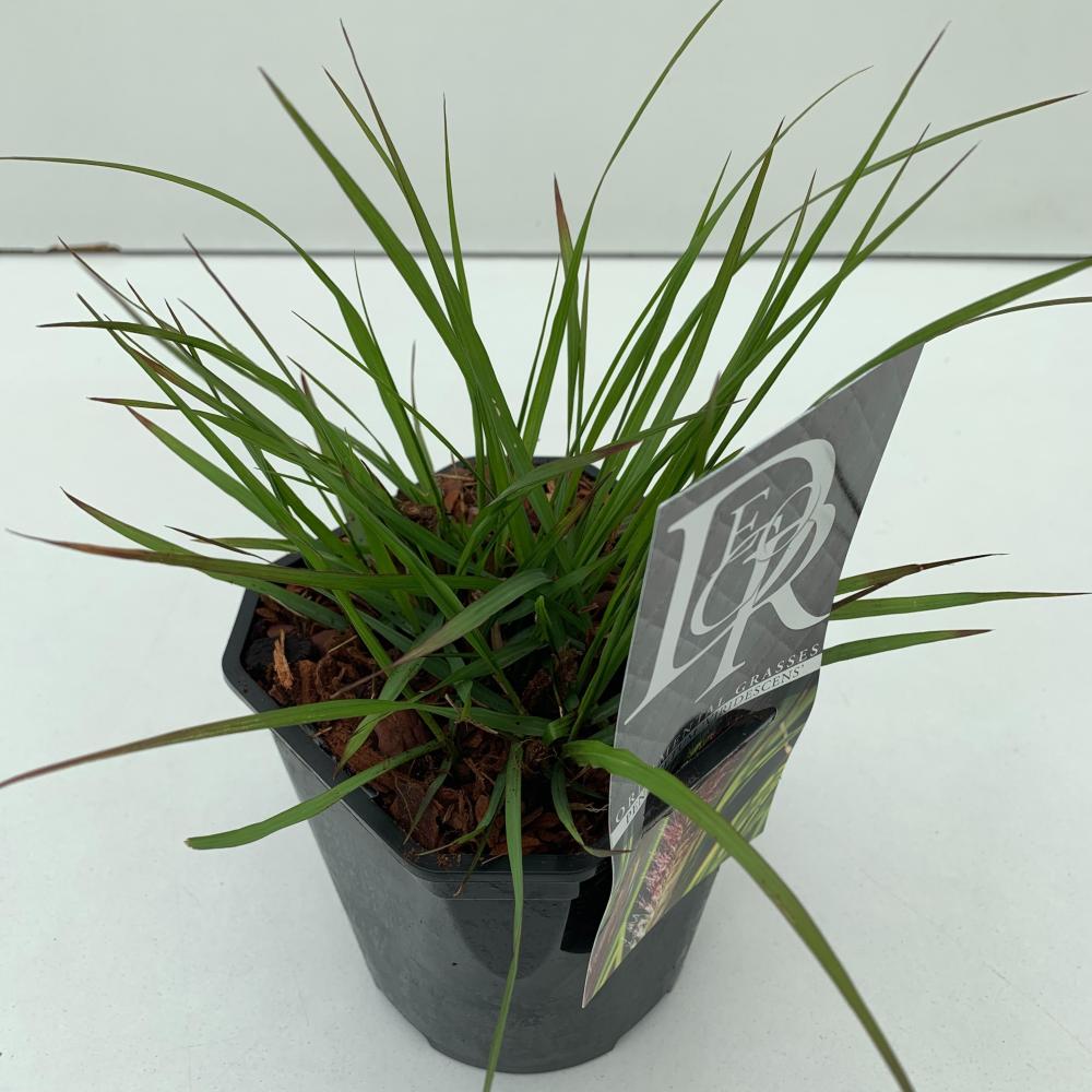 pennisetum