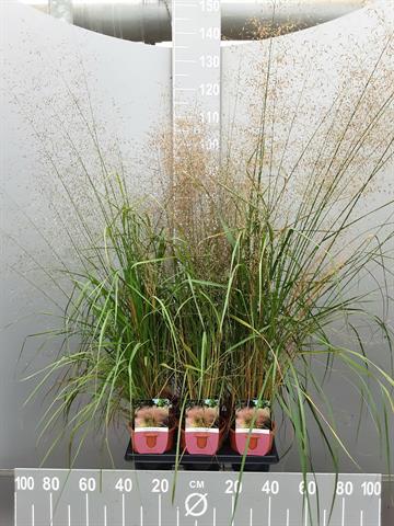 Eragrostis