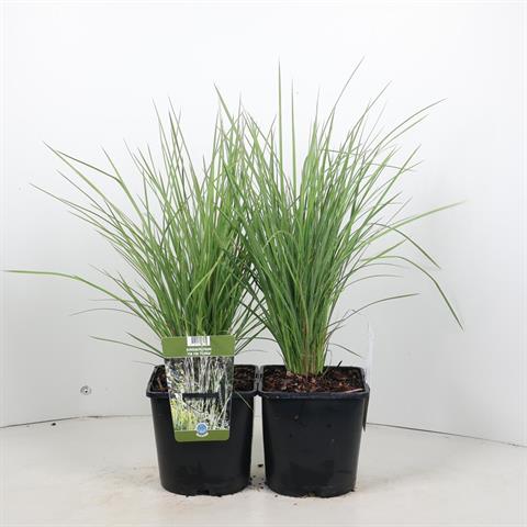 Schizachyrium