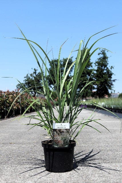 Miscanthus
