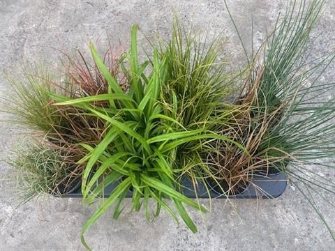 Graminees ornementales