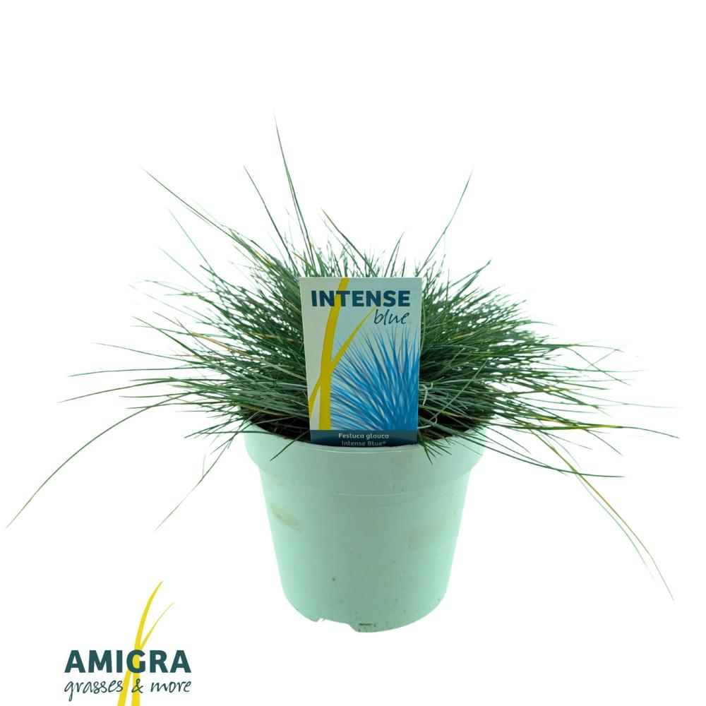 festuca