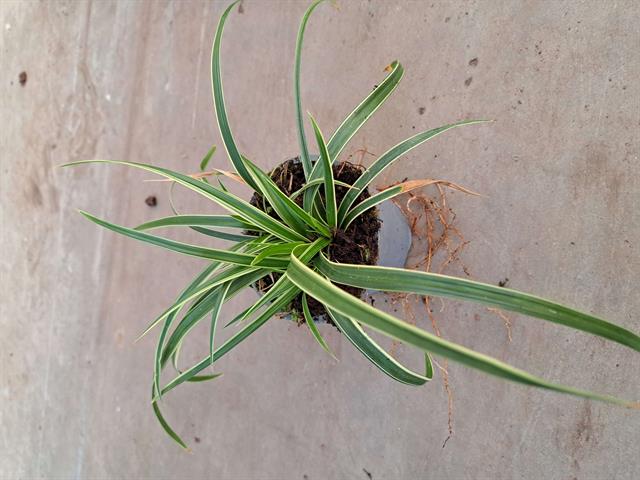 Carex