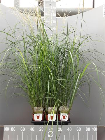Miscanthus