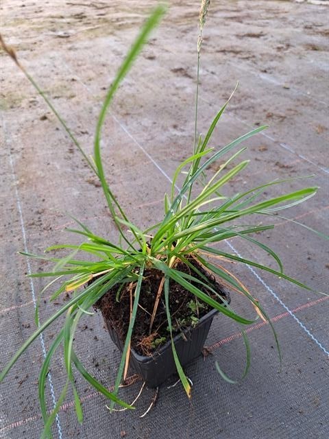 Sesleria