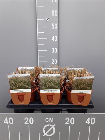 pennisetum