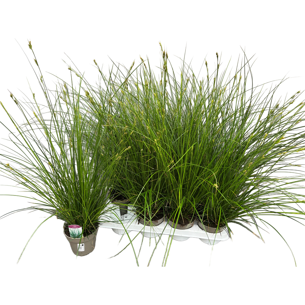 graminées ornementales