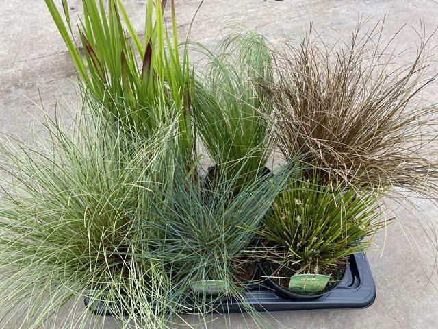 Graminees ornementales