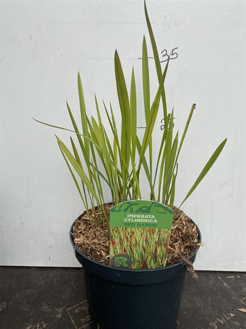 Imperata