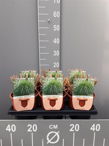 graminées ornementales