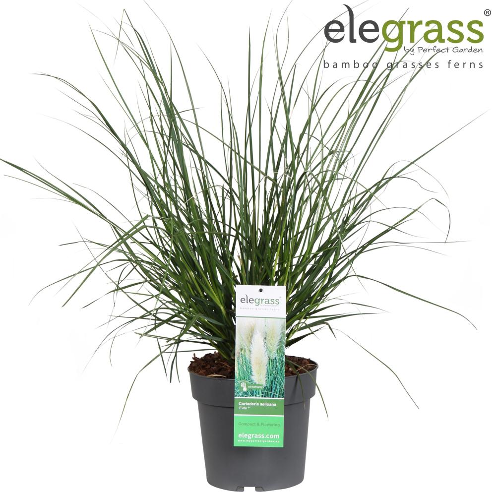 cortaderia