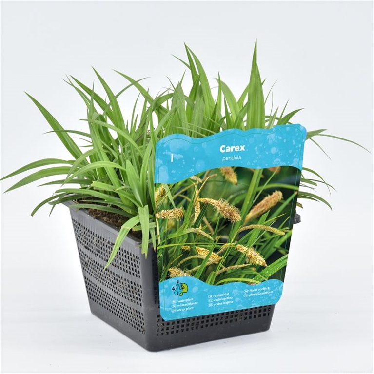 Carex