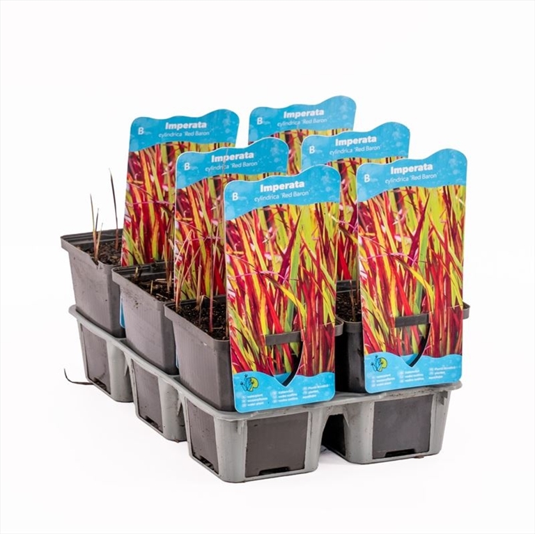 graminées ornementales