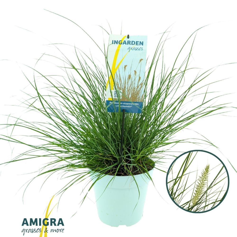 pennisetum