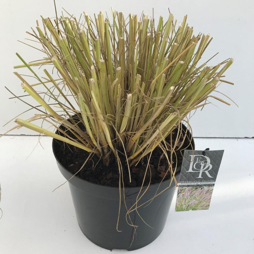 pennisetum