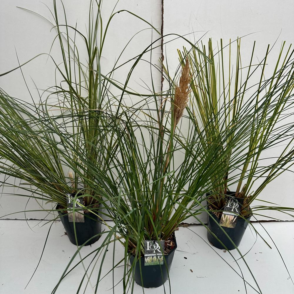 cortaderia