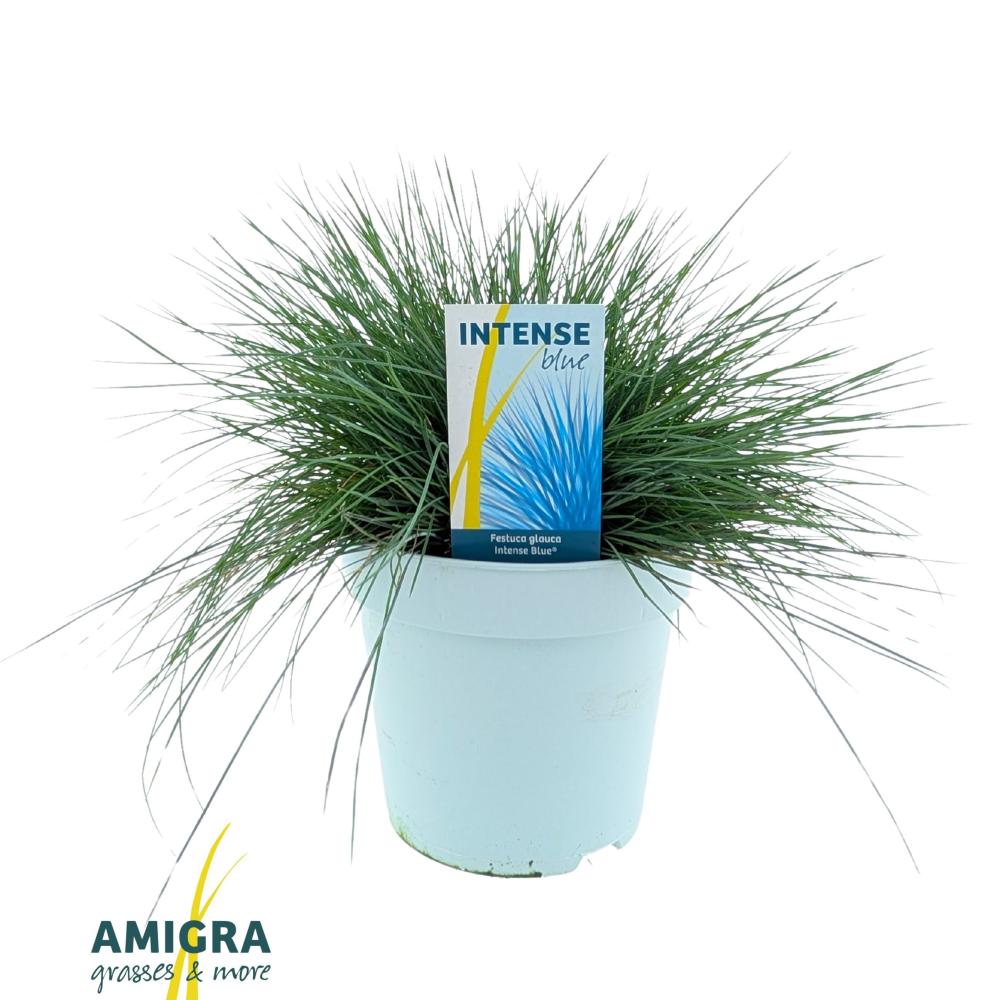 festuca