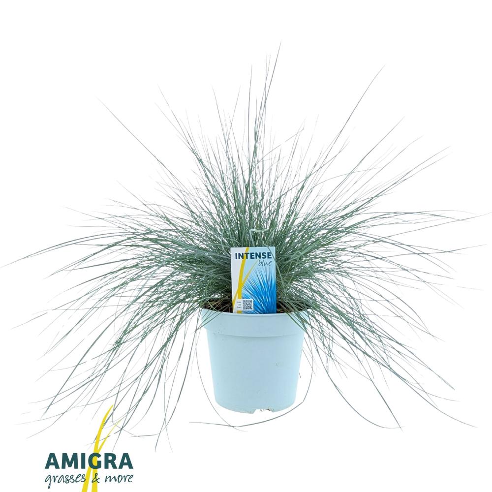 festuca