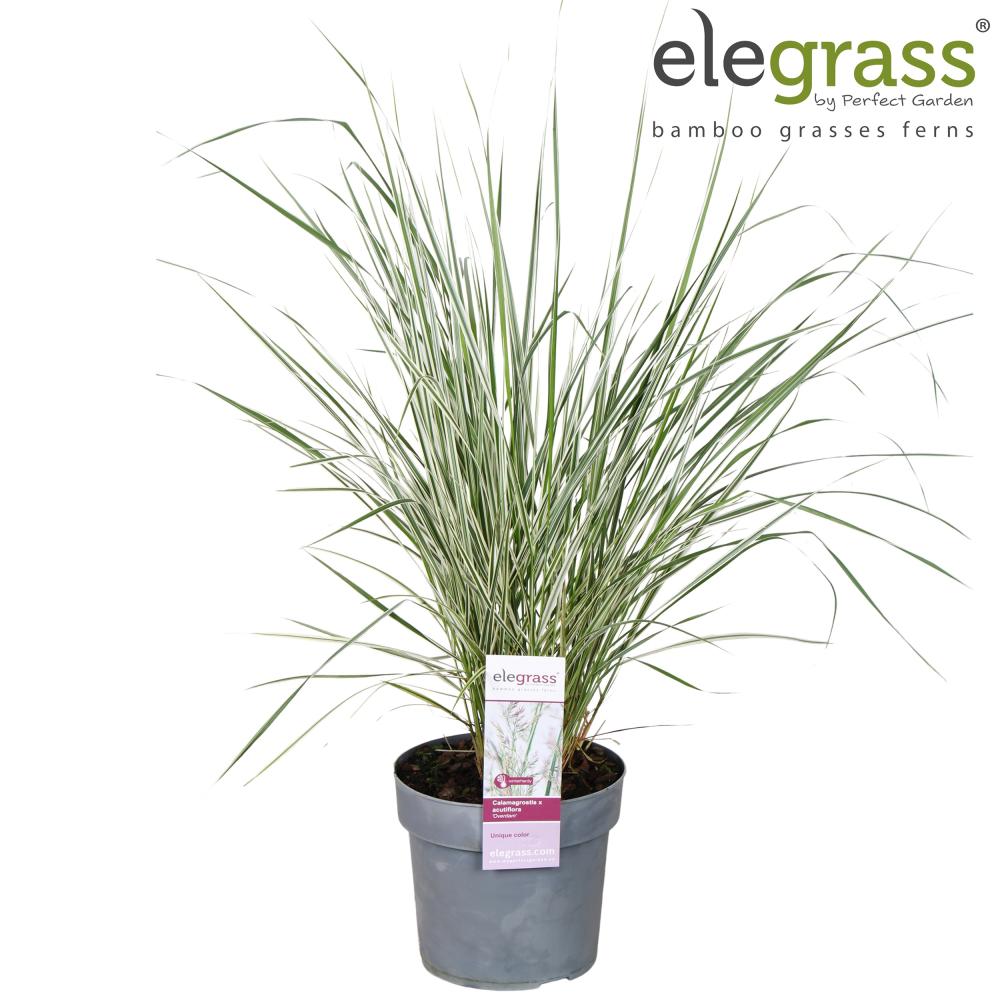 Calamagrostis