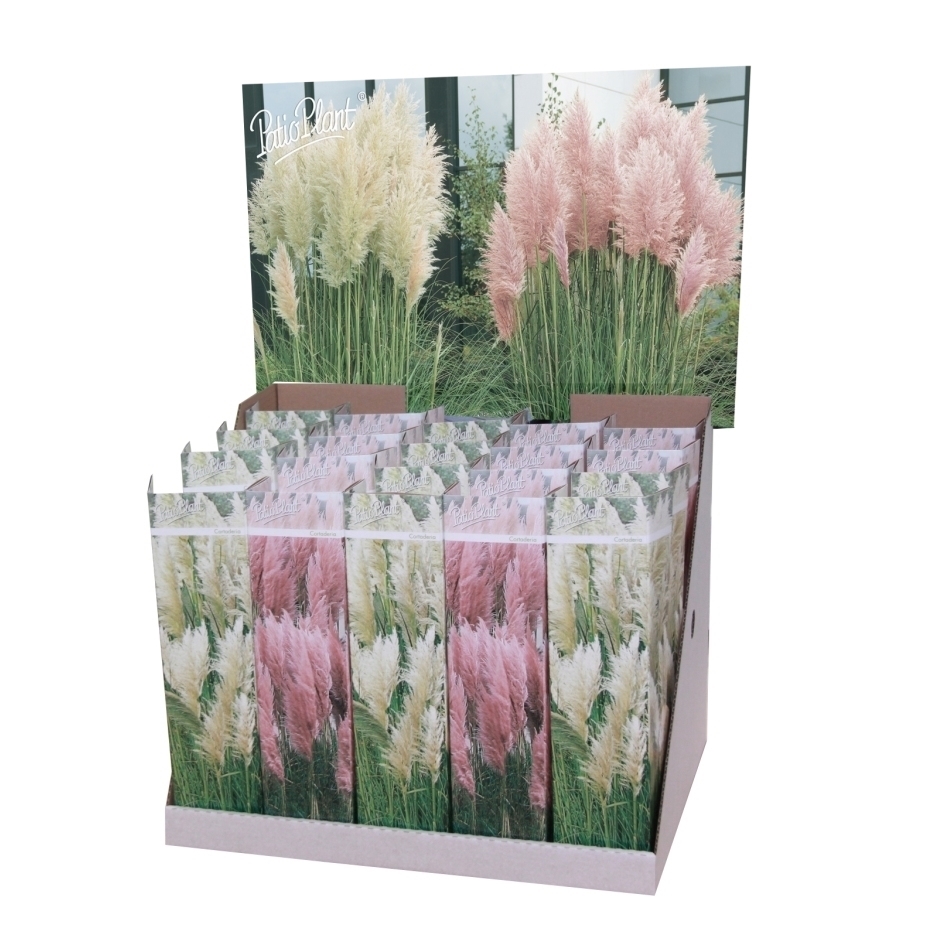 cortaderia