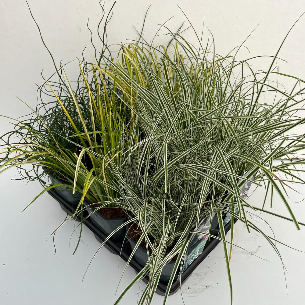 carex