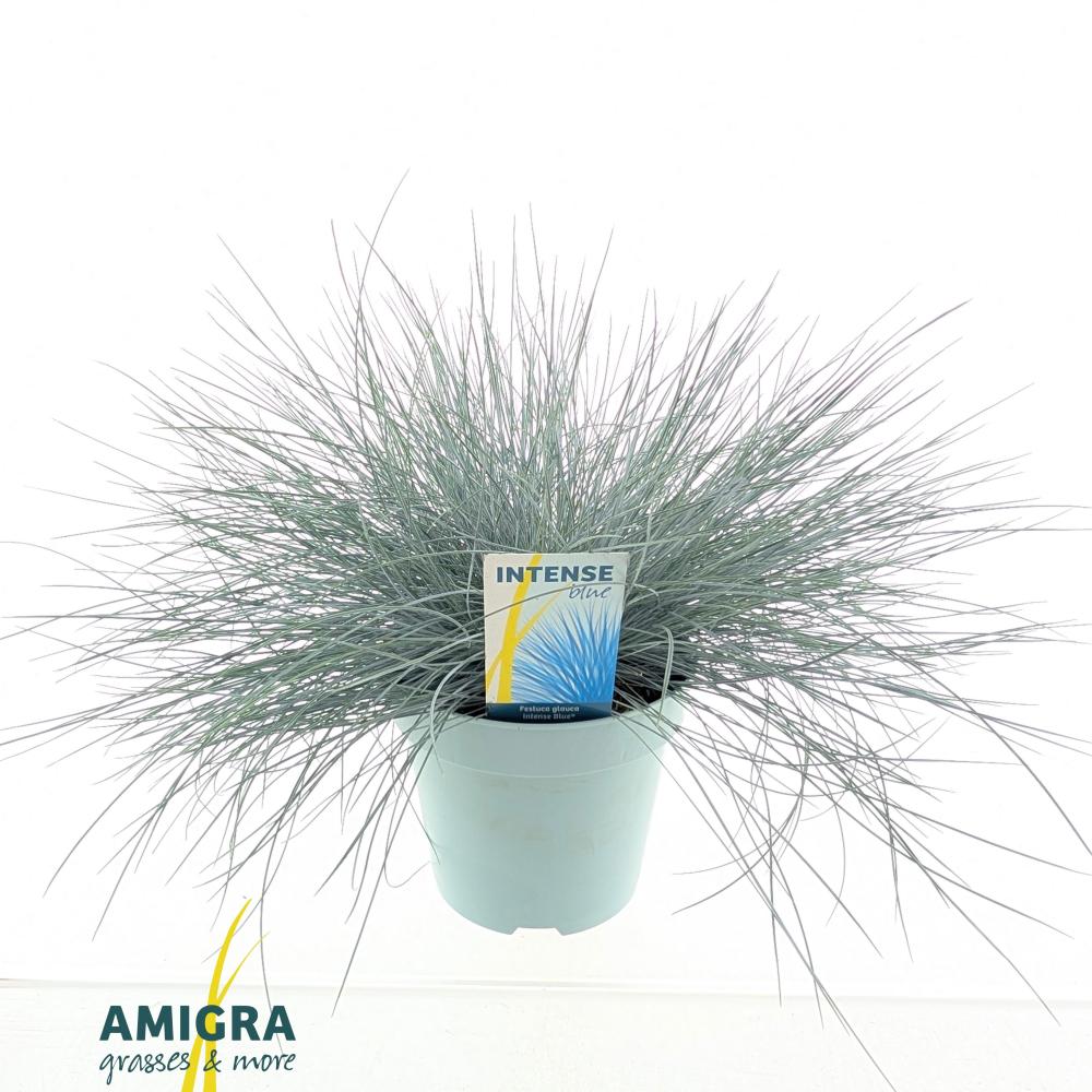 festuca