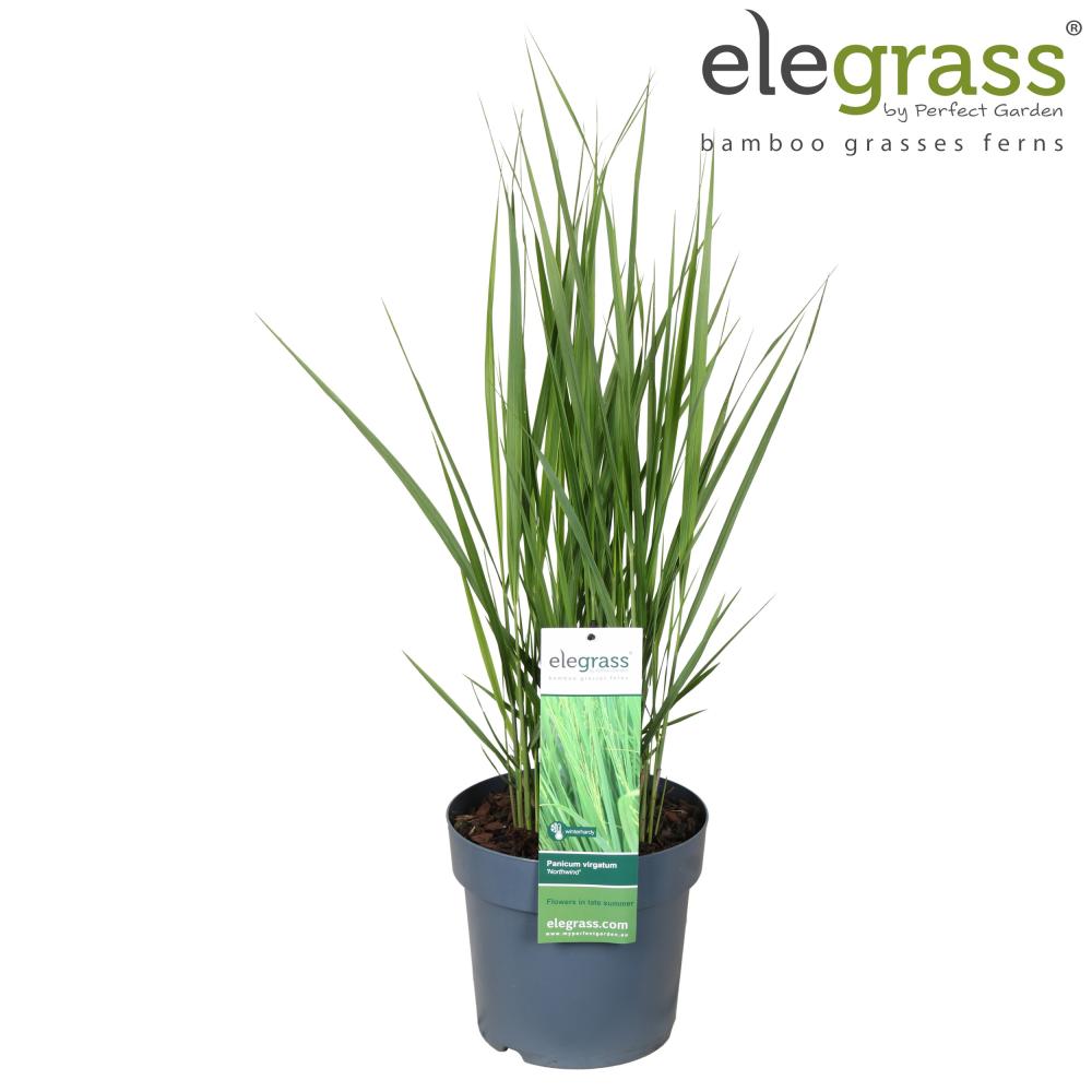Panicum
