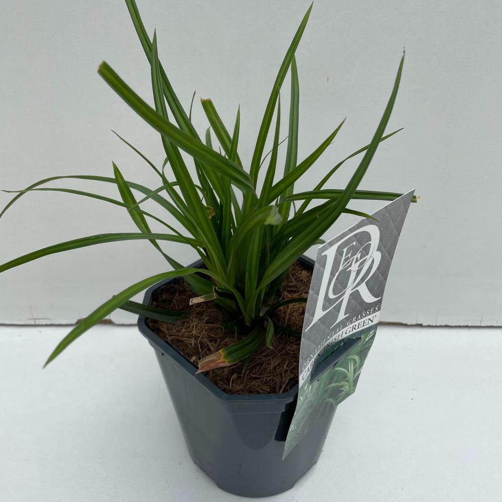carex