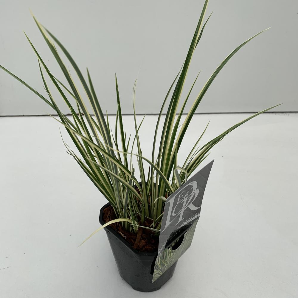 carex