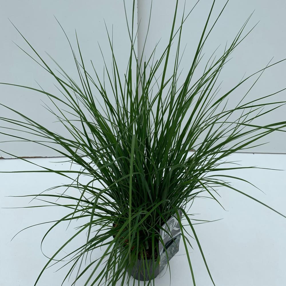 pennisetum