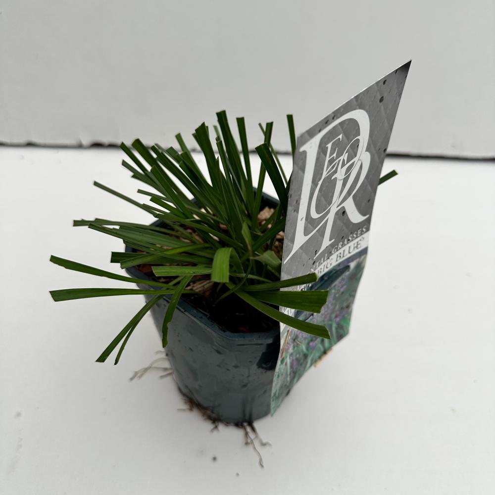 liriope