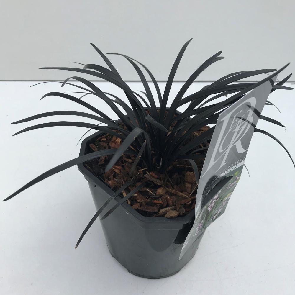 Ophiopogon