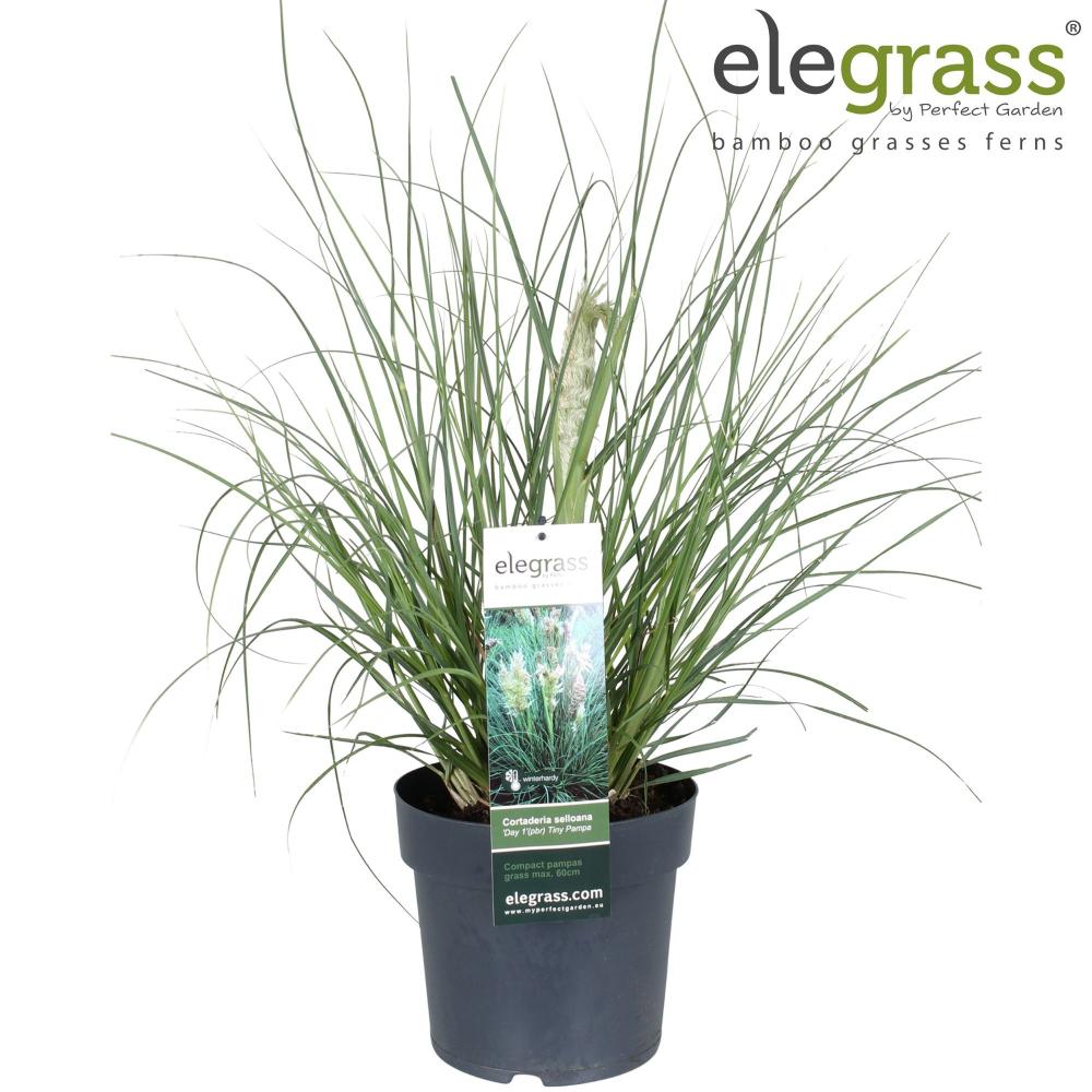 cortaderia