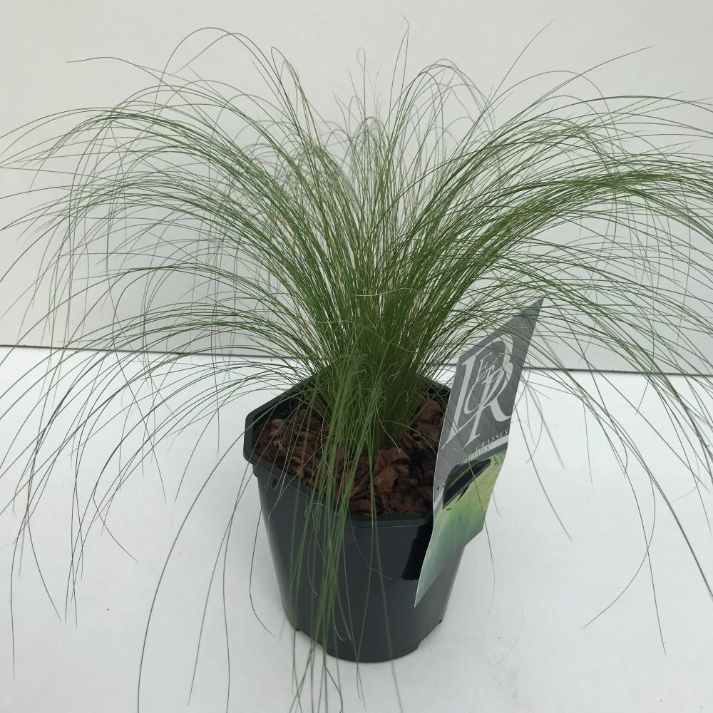 stipa