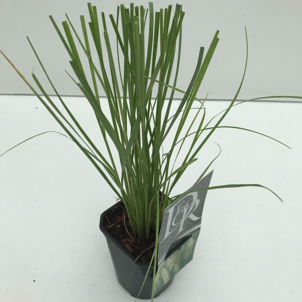 cortaderia