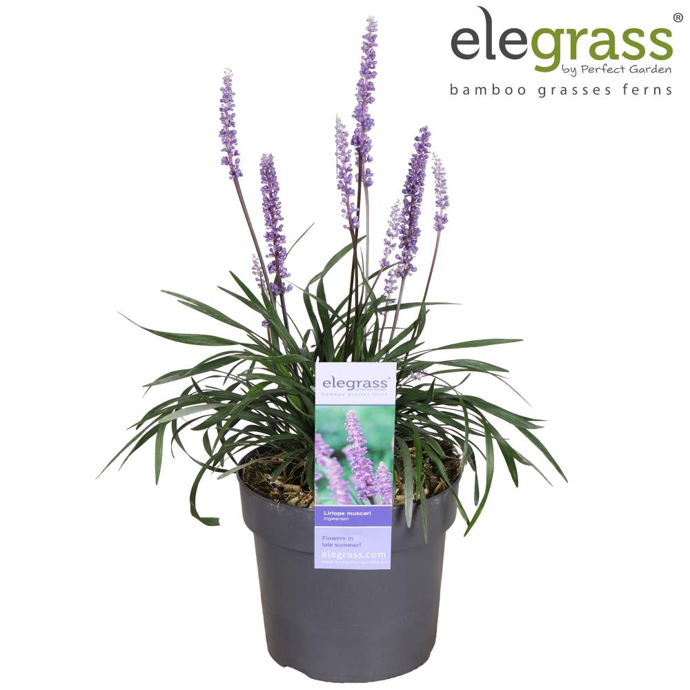 liriope