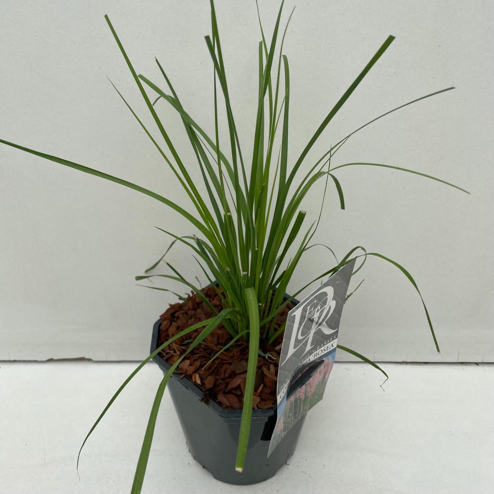 Cortaderia
