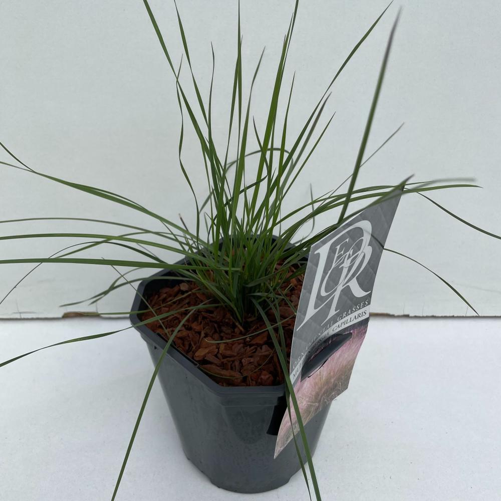 Stipa