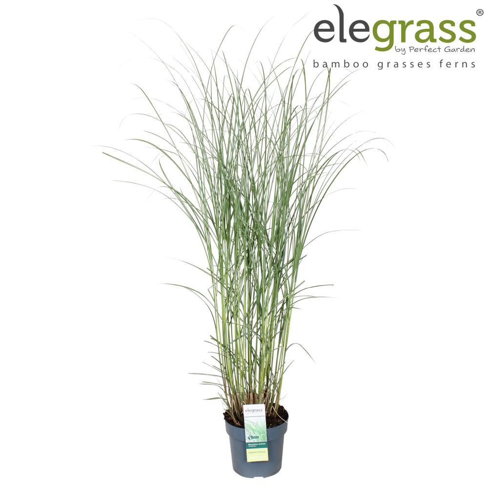 Miscanthus