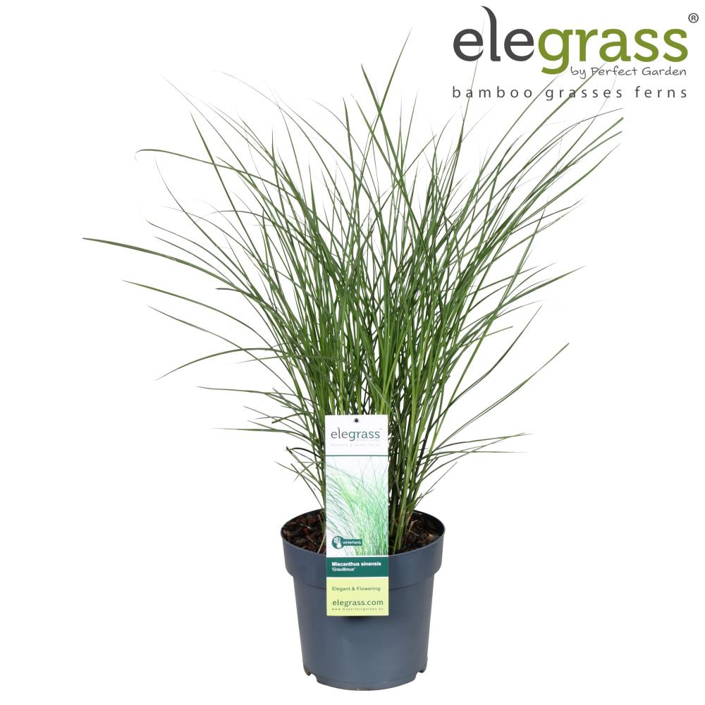 miscanthus