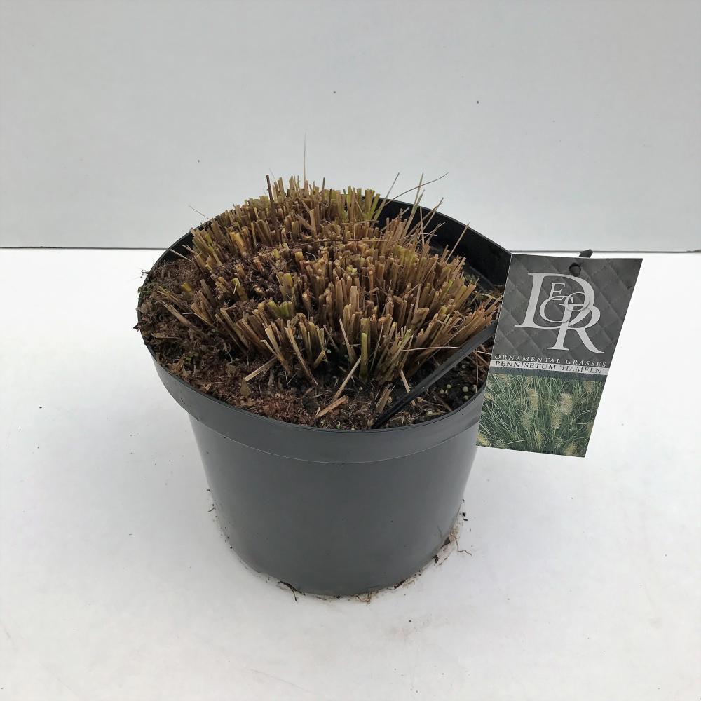 Pennisetum