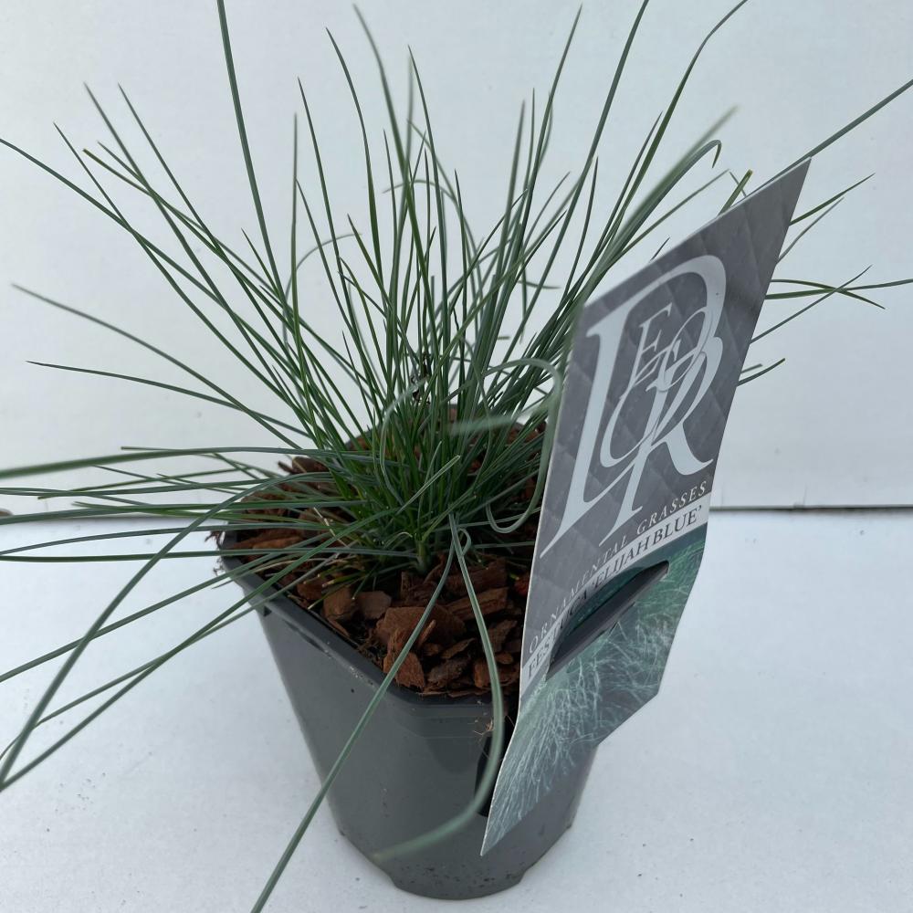 Festuca